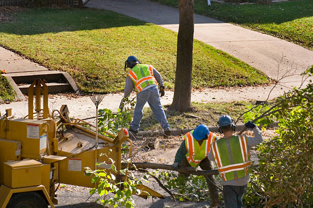 The Steps Involved in Our Tree Care Process in Rocky Mount, NC